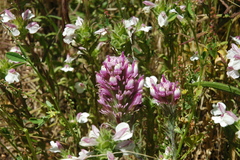 Castilleja exserta exserta