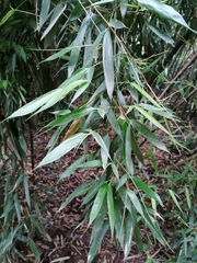 Phyllostachys bambusoides