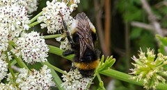 Bombus lucorum