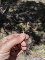 Trifolium willdenovii