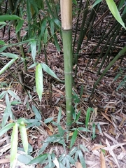 Phyllostachys bambusoides