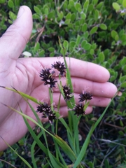 Juncus phaeocephalus