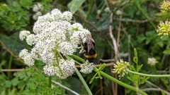 Bombus lucorum