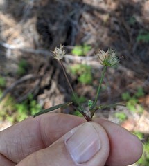 Trifolium willdenovii