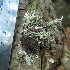 Pseudevernia cladonia