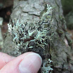 Pseudevernia cladonia