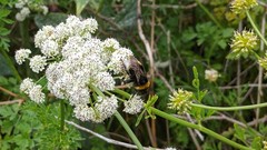 Bombus lucorum