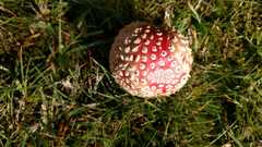 Amanita muscaria