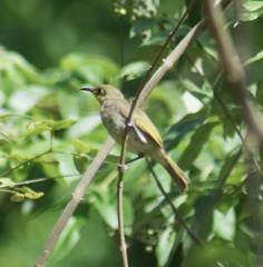 Lichmera indistincta limbata