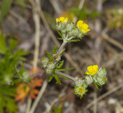 Potentilla argentea