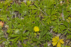Potentilla argentea