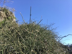 Ephedra tweedieana