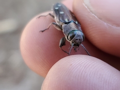 Chrysobothris octocola