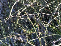 Ephedra tweedieana