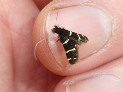 Adela trigrapha