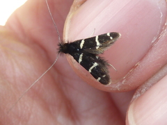 Adela trigrapha