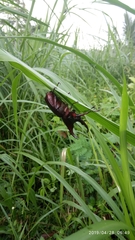 Xylotrupes gideon gideon