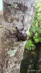 Xylotrupes gideon gideon
