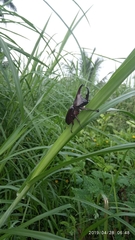 Xylotrupes gideon gideon