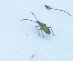 Closterotomus norwegicus