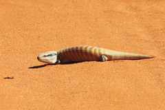 Tiliqua multifasciata