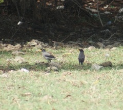 Acridotheres javanicus