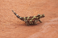 Moloch horridus