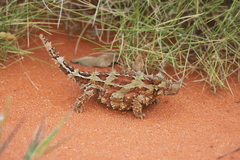 Moloch horridus