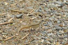 Leiocephalus raviceps