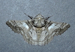 Hypobapta diffundens