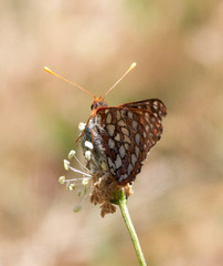 Euphydryas chalcedona chalcedona