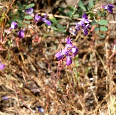 Collinsia concolor