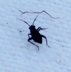 Halticini