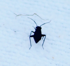 Halticini