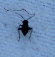 Halticini