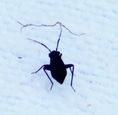 Halticini