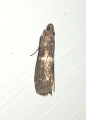 Elegia similella