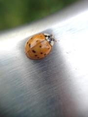 Harmonia axyridis