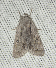 Acronicta psi
