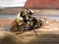 Criorhina bubulcus