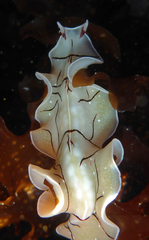 Eurylepta californica
