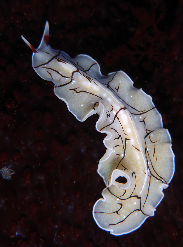 Eurylepta