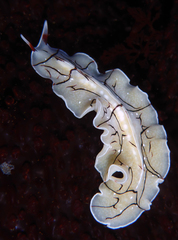 Eurylepta californica