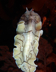 Eurylepta californica