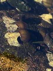 Juga plicifera