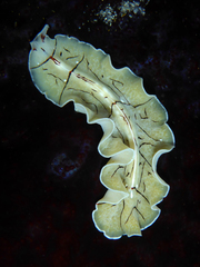 Eurylepta californica