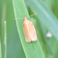 Clepsis clemensiana