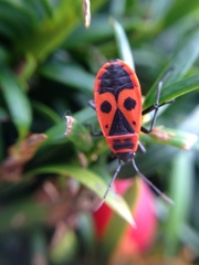 Pyrrhocoris apterus