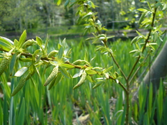 Salix lucida