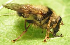 Criorhina bubulcus
